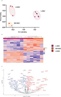 Liver mesenchymal stem cells are superior inhibitors of NK cell functions through differences in their secretome compared to other mesenchymal stem cells